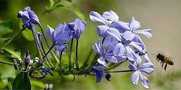 藍(lán)花丹的花語