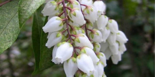 馬醉木的花語
