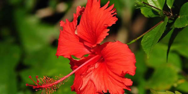 扶桑的花語(yǔ)