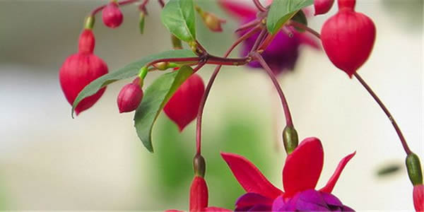 倒掛金鐘的花語