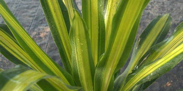 巴西鐵的寓意和象征