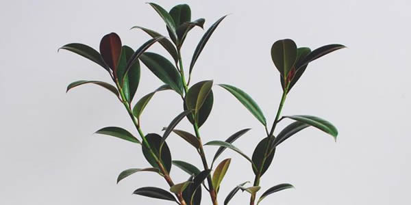 橡皮樹的寓意和象征