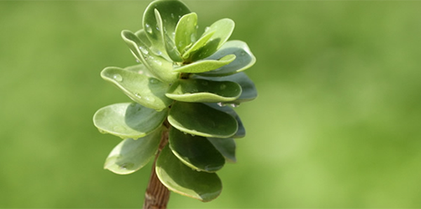 金錢木的花語(yǔ)和寓意