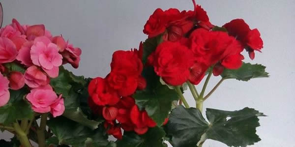 麗格海棠的花語