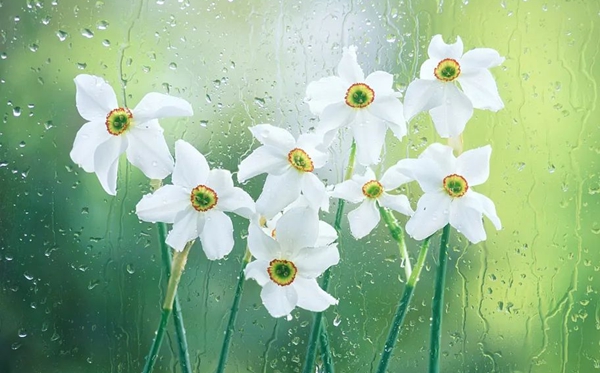 水仙花的花語,水仙花的寓意和象征是什么