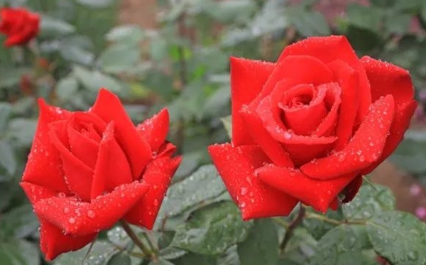 月季的花語(yǔ),月季的寓意和象征是什么