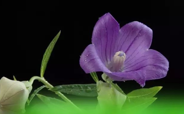 桔梗花的花語(yǔ)和寓意是什么