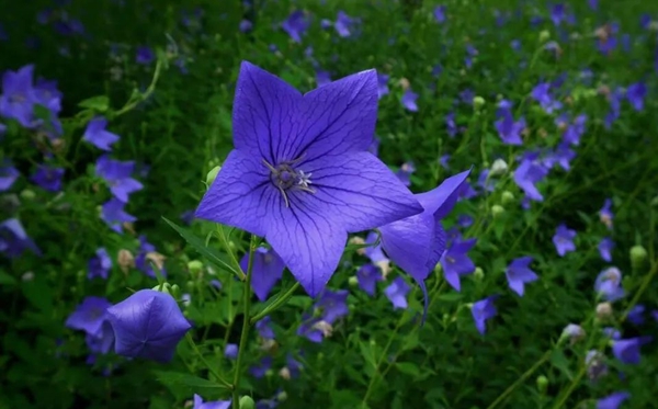 桔梗花的花語(yǔ)和寓意是什么