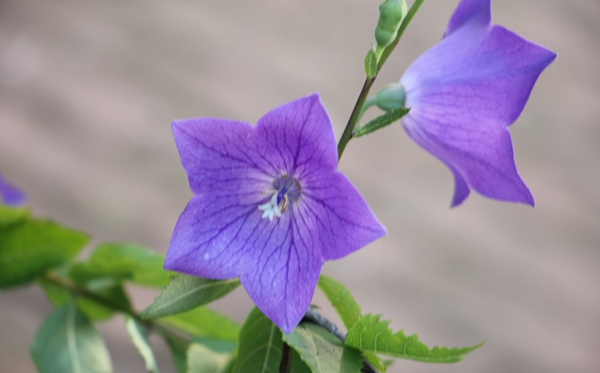 桔梗花的花語(yǔ)和寓意是什么