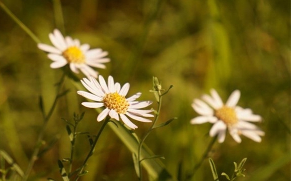 小雛菊的花語是什么,小雛菊代表什么寓意和象征