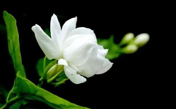 茉莉花花語(yǔ),茉莉花的寓意和象征是什么