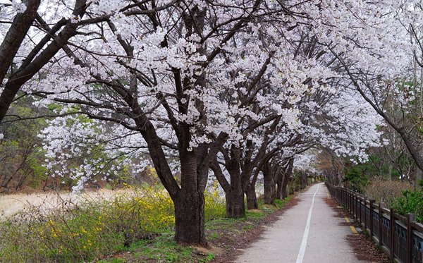 南京有哪些大學(xué),南京市所有大學(xué)名單一覽表