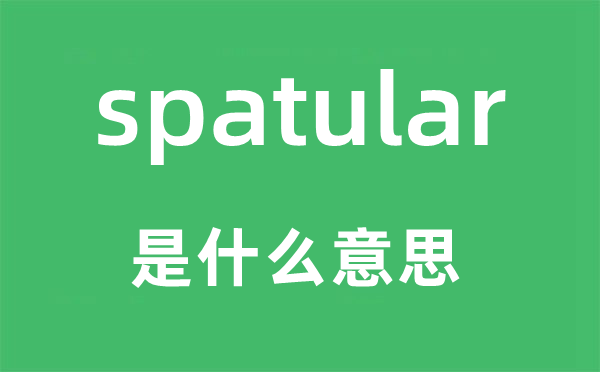 spatular是什么意思,spatular怎么讀,中文翻譯是什么