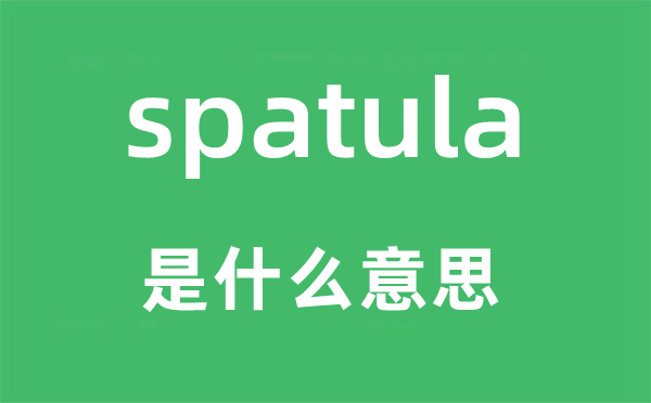 spatula是什么意思,spatula怎么讀,中文翻譯是什么