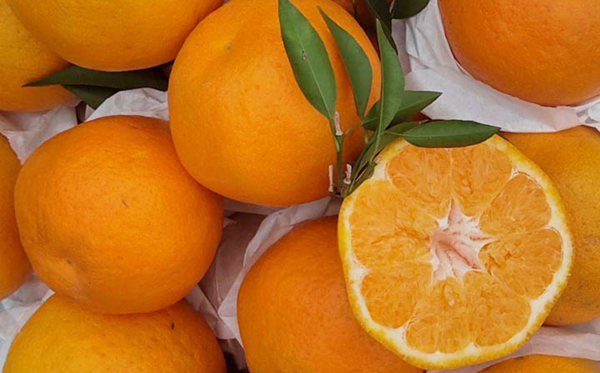 耙耙柑怎么讀,耙耙柑念pa還是ba,耙耙柑和橘子的區別是什么